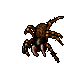 Tarantulas